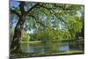 Germany, Lower Saxony, Hannover, Georgengarten, Pond, Tree, Morning Light-Chris Seba-Mounted Premium Photographic Print