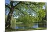 Germany, Lower Saxony, Hannover, Georgengarten, Pond, Tree, Morning Light-Chris Seba-Mounted Photographic Print