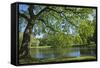 Germany, Lower Saxony, Hannover, Georgengarten, Pond, Tree, Morning Light-Chris Seba-Framed Stretched Canvas