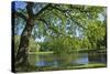 Germany, Lower Saxony, Hannover, Georgengarten, Pond, Tree, Morning Light-Chris Seba-Stretched Canvas