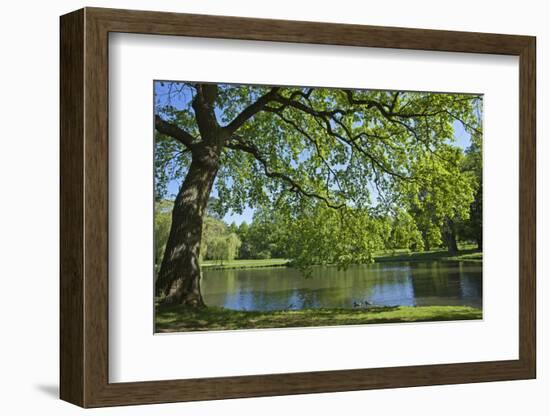 Germany, Lower Saxony, Hannover, Georgengarten, Pond, Tree, Morning Light-Chris Seba-Framed Photographic Print