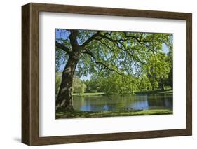 Germany, Lower Saxony, Hannover, Georgengarten, Pond, Tree, Morning Light-Chris Seba-Framed Photographic Print