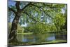 Germany, Lower Saxony, Hannover, Georgengarten, Pond, Tree, Morning Light-Chris Seba-Mounted Photographic Print