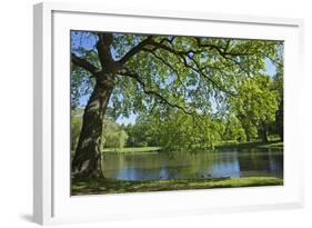 Germany, Lower Saxony, Hannover, Georgengarten, Pond, Tree, Morning Light-Chris Seba-Framed Photographic Print