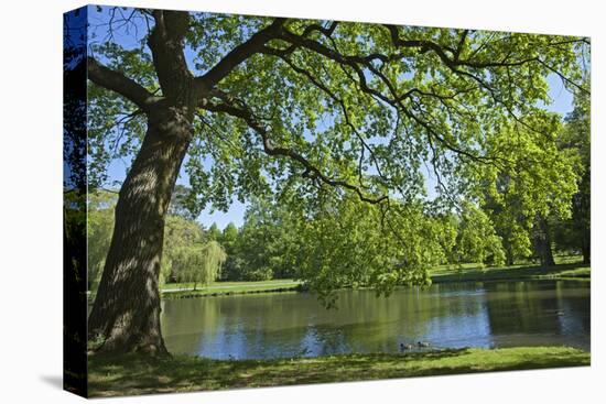 Germany, Lower Saxony, Hannover, Georgengarten, Pond, Tree, Morning Light-Chris Seba-Stretched Canvas