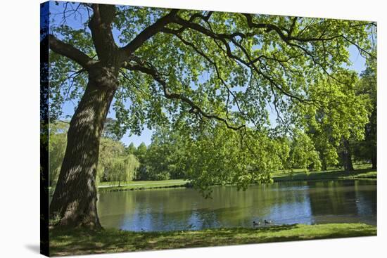 Germany, Lower Saxony, Hannover, Georgengarten, Pond, Tree, Morning Light-Chris Seba-Stretched Canvas
