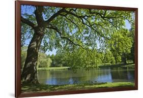 Germany, Lower Saxony, Hannover, Georgengarten, Pond, Tree, Morning Light-Chris Seba-Framed Photographic Print