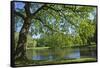 Germany, Lower Saxony, Hannover, Georgengarten, Pond, Tree, Morning Light-Chris Seba-Framed Stretched Canvas