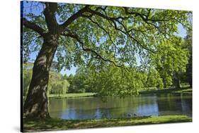 Germany, Lower Saxony, Hannover, Georgengarten, Pond, Tree, Morning Light-Chris Seba-Stretched Canvas