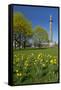 Germany, Lower Saxony, Hannover, Waterloo Column, Meadow, Daffodils-Chris Seba-Framed Stretched Canvas