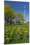 Germany, Lower Saxony, Hannover, Waterloo Column, Meadow, Daffodils-Chris Seba-Mounted Photographic Print