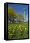 Germany, Lower Saxony, Hannover, Waterloo Column, Meadow, Daffodils-Chris Seba-Framed Stretched Canvas