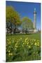 Germany, Lower Saxony, Hannover, Waterloo Column, Meadow, Daffodils-Chris Seba-Mounted Premium Photographic Print