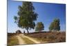 Germany, Lower Saxony, LŸneburg Heath, Heath Path, Cyclists-Chris Seba-Mounted Photographic Print