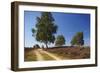 Germany, Lower Saxony, LŸneburg Heath, Heath Path, Cyclists-Chris Seba-Framed Photographic Print