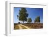 Germany, Lower Saxony, LŸneburg Heath, Heath Path, Cyclists-Chris Seba-Framed Photographic Print