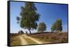 Germany, Lower Saxony, LŸneburg Heath, Heath Path, Cyclists-Chris Seba-Framed Stretched Canvas