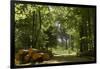 Germany, Lower Saxony, Weser Hills, Heinsen, Forest-Chris Seba-Framed Premium Photographic Print