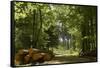 Germany, Lower Saxony, Weser Hills, Heinsen, Forest-Chris Seba-Framed Stretched Canvas