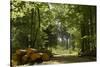 Germany, Lower Saxony, Weser Hills, Heinsen, Forest-Chris Seba-Stretched Canvas