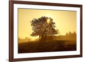 Germany, Lower Saxony, Weser Hills, Nature, Evening Light-Chris Seba-Framed Photographic Print