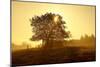 Germany, Lower Saxony, Weser Hills, Nature, Evening Light-Chris Seba-Mounted Photographic Print