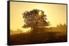 Germany, Lower Saxony, Weser Hills, Nature, Evening Light-Chris Seba-Framed Stretched Canvas