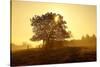 Germany, Lower Saxony, Weser Hills, Nature, Evening Light-Chris Seba-Stretched Canvas