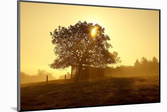 Germany, Lower Saxony, Weser Hills, Nature, Evening Light-Chris Seba-Mounted Photographic Print