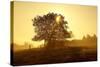 Germany, Lower Saxony, Weser Hills, Nature, Evening Light-Chris Seba-Stretched Canvas