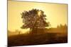 Germany, Lower Saxony, Weser Hills, Nature, Evening Light-Chris Seba-Mounted Photographic Print