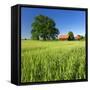 Germany, Mecklenburg-West Pomerania, Grain Field, Solitairy Oak, Hut-Andreas Vitting-Framed Stretched Canvas