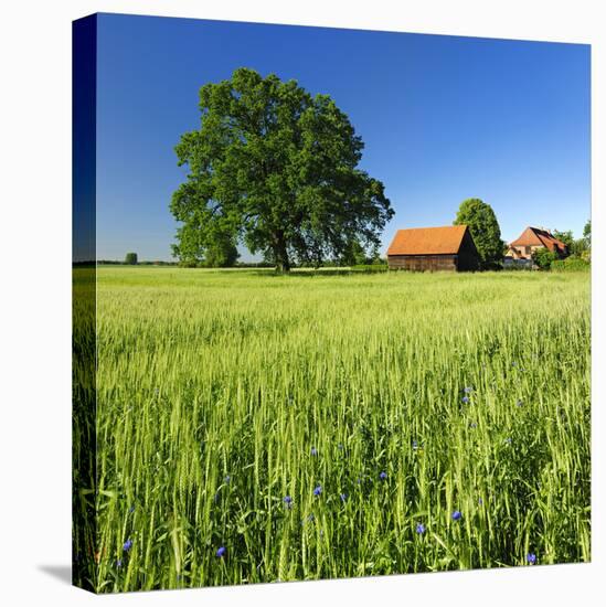 Germany, Mecklenburg-West Pomerania, Grain Field, Solitairy Oak, Hut-Andreas Vitting-Stretched Canvas