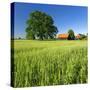 Germany, Mecklenburg-West Pomerania, Grain Field, Solitairy Oak, Hut-Andreas Vitting-Stretched Canvas