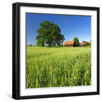 Germany, Mecklenburg-West Pomerania, Grain Field, Solitairy Oak, Hut-Andreas Vitting-Framed Photographic Print