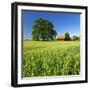 Germany, Mecklenburg-West Pomerania, Grain Field, Solitairy Oak, Hut-Andreas Vitting-Framed Photographic Print