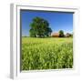 Germany, Mecklenburg-West Pomerania, Grain Field, Solitairy Oak, Hut-Andreas Vitting-Framed Photographic Print