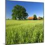 Germany, Mecklenburg-West Pomerania, Grain Field, Solitairy Oak, Hut-Andreas Vitting-Mounted Photographic Print