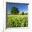 Germany, Mecklenburg-West Pomerania, Grain Field, Solitairy Oak, Hut-Andreas Vitting-Framed Photographic Print