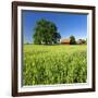 Germany, Mecklenburg-West Pomerania, Grain Field, Solitairy Oak, Hut-Andreas Vitting-Framed Photographic Print