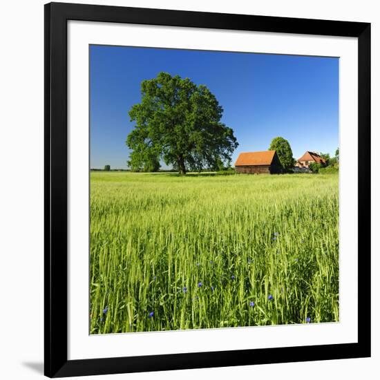 Germany, Mecklenburg-West Pomerania, Grain Field, Solitairy Oak, Hut-Andreas Vitting-Framed Photographic Print