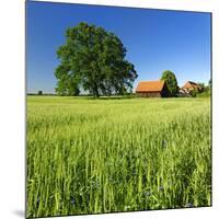 Germany, Mecklenburg-West Pomerania, Grain Field, Solitairy Oak, Hut-Andreas Vitting-Mounted Photographic Print