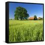 Germany, Mecklenburg-West Pomerania, Grain Field, Solitairy Oak, Hut-Andreas Vitting-Framed Stretched Canvas