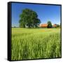 Germany, Mecklenburg-West Pomerania, Grain Field, Solitairy Oak, Hut-Andreas Vitting-Framed Stretched Canvas