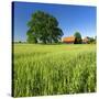 Germany, Mecklenburg-West Pomerania, Grain Field, Solitairy Oak, Hut-Andreas Vitting-Stretched Canvas