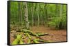 Germany, Mecklenburg-West Pomerania, MŸritz National Park, Forest, National Park-Andreas Vitting-Framed Stretched Canvas