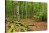 Germany, Mecklenburg-West Pomerania, MŸritz National Park, Forest, National Park-Andreas Vitting-Stretched Canvas