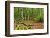 Germany, Mecklenburg-West Pomerania, MŸritz National Park, Forest, National Park-Andreas Vitting-Framed Photographic Print