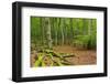 Germany, Mecklenburg-West Pomerania, MŸritz National Park, Forest, National Park-Andreas Vitting-Framed Photographic Print