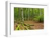 Germany, Mecklenburg-West Pomerania, MŸritz National Park, Forest, National Park-Andreas Vitting-Framed Photographic Print